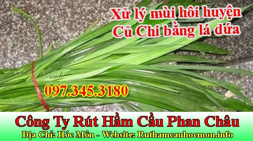 Xử lý mùi hôi huyện Củ Chi bằng lá dứa